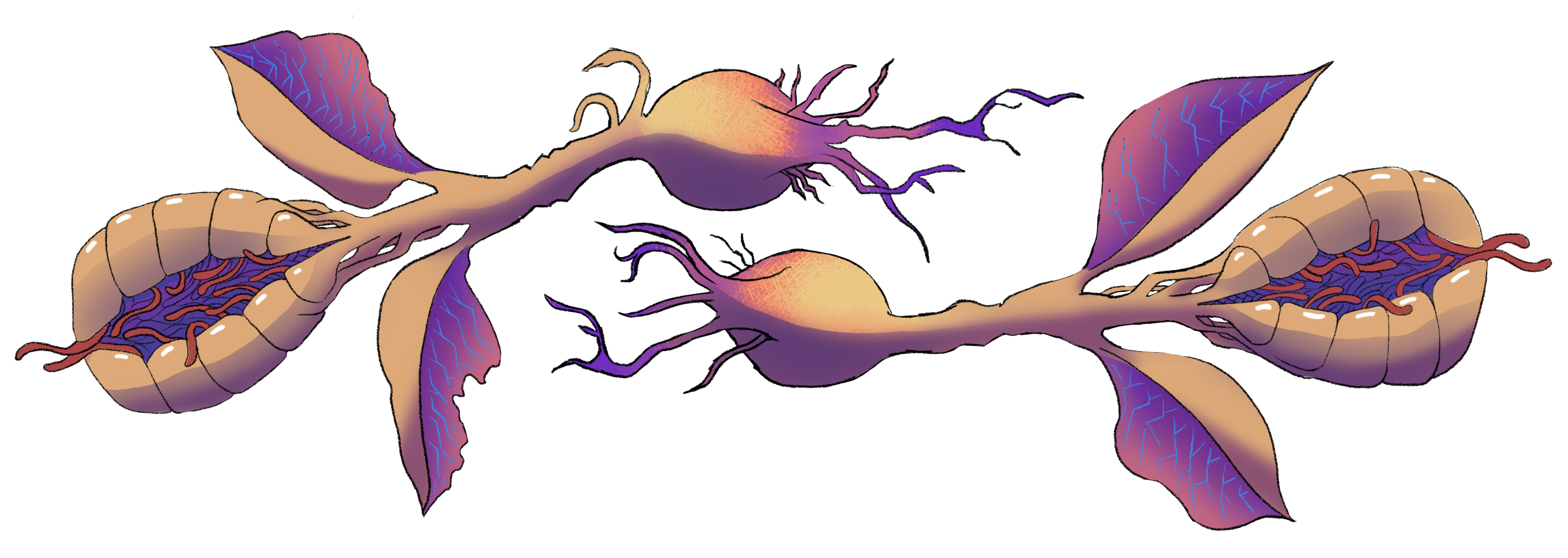 Dried Findl Herb illustration